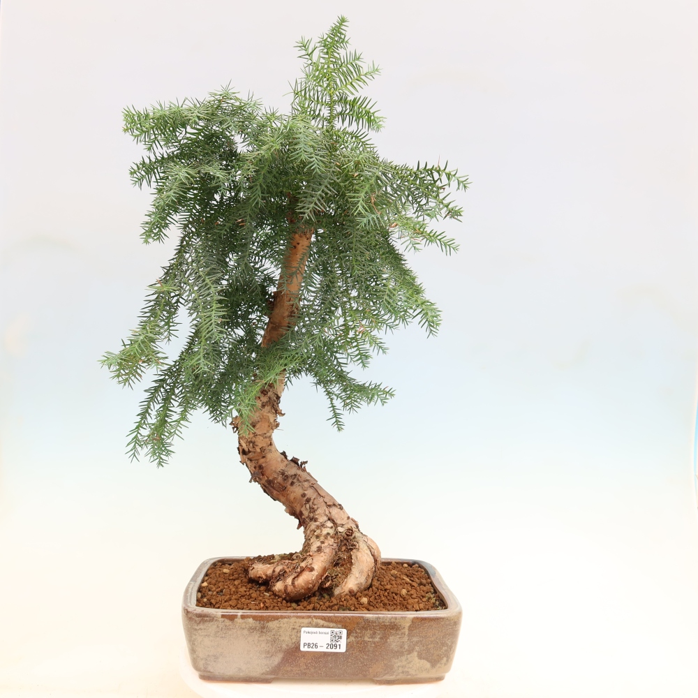 Kamerbonsai - Araucaria - kamer spar