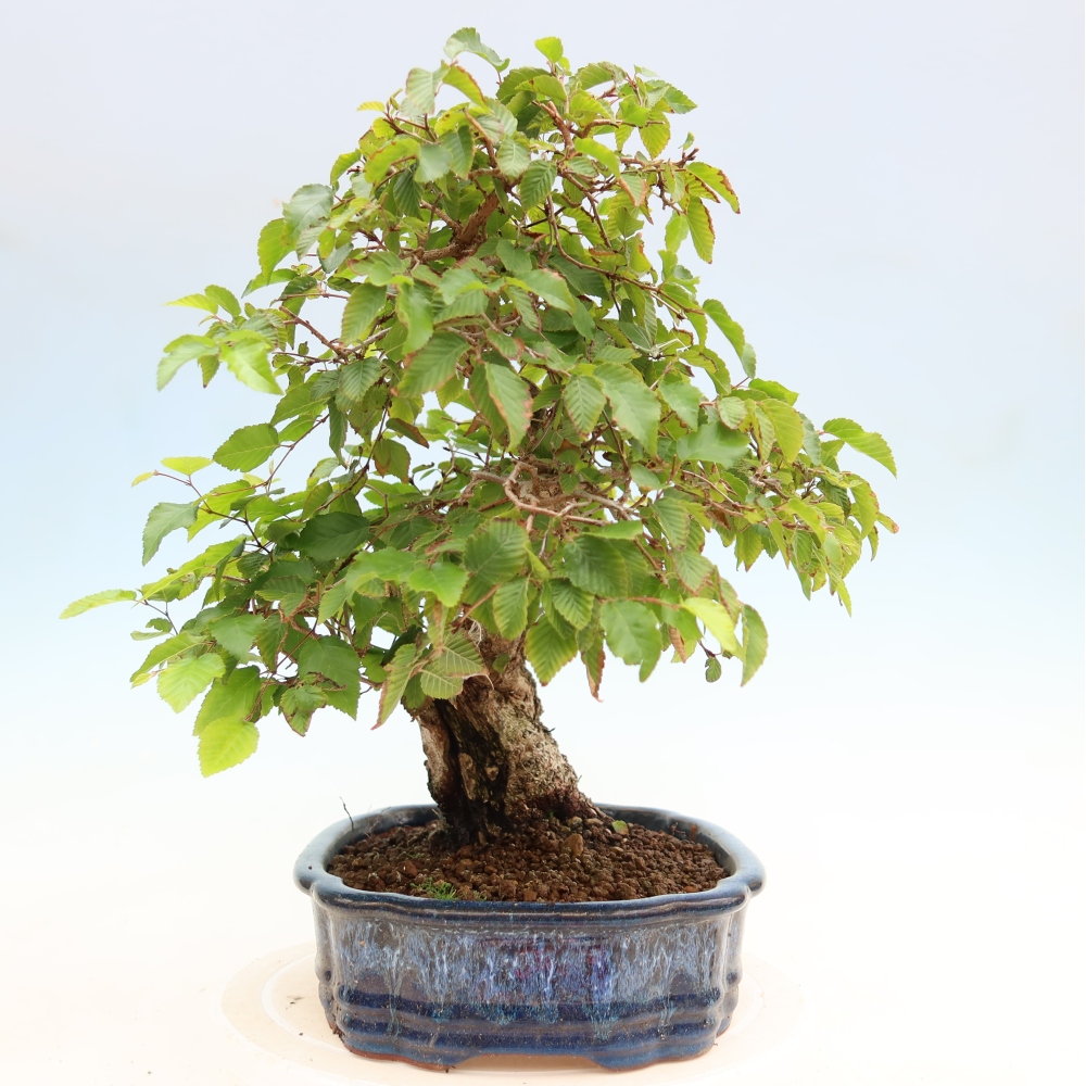 Bonsai voor buiten -Carpinus Coreana - Koreaanse haagbeuk