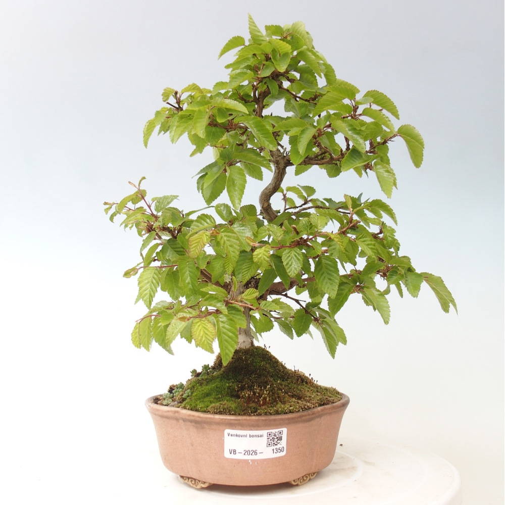 Bonsai voor buiten -Carpinus CARPINOIDES - Koreaanse haagbeuk