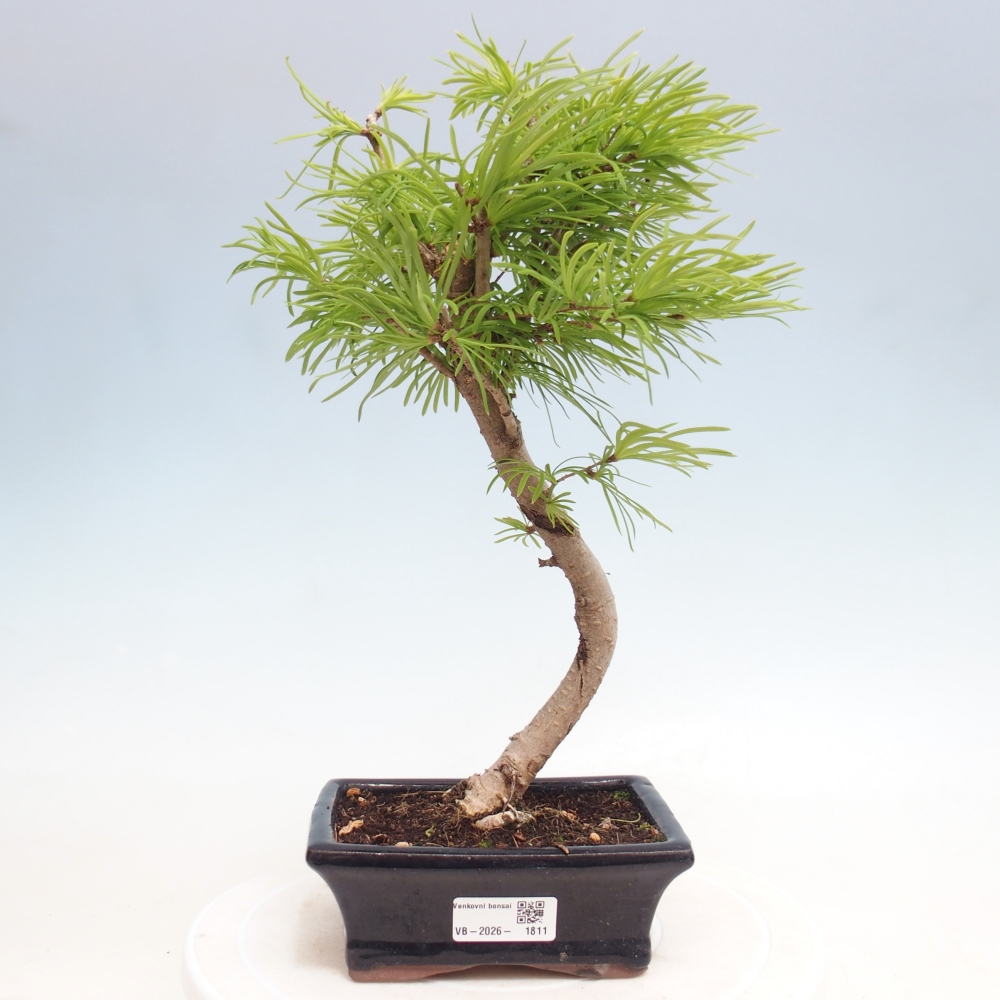 Bonsai voor buiten -Pseudolarix amabis-Pseudolarix amabis