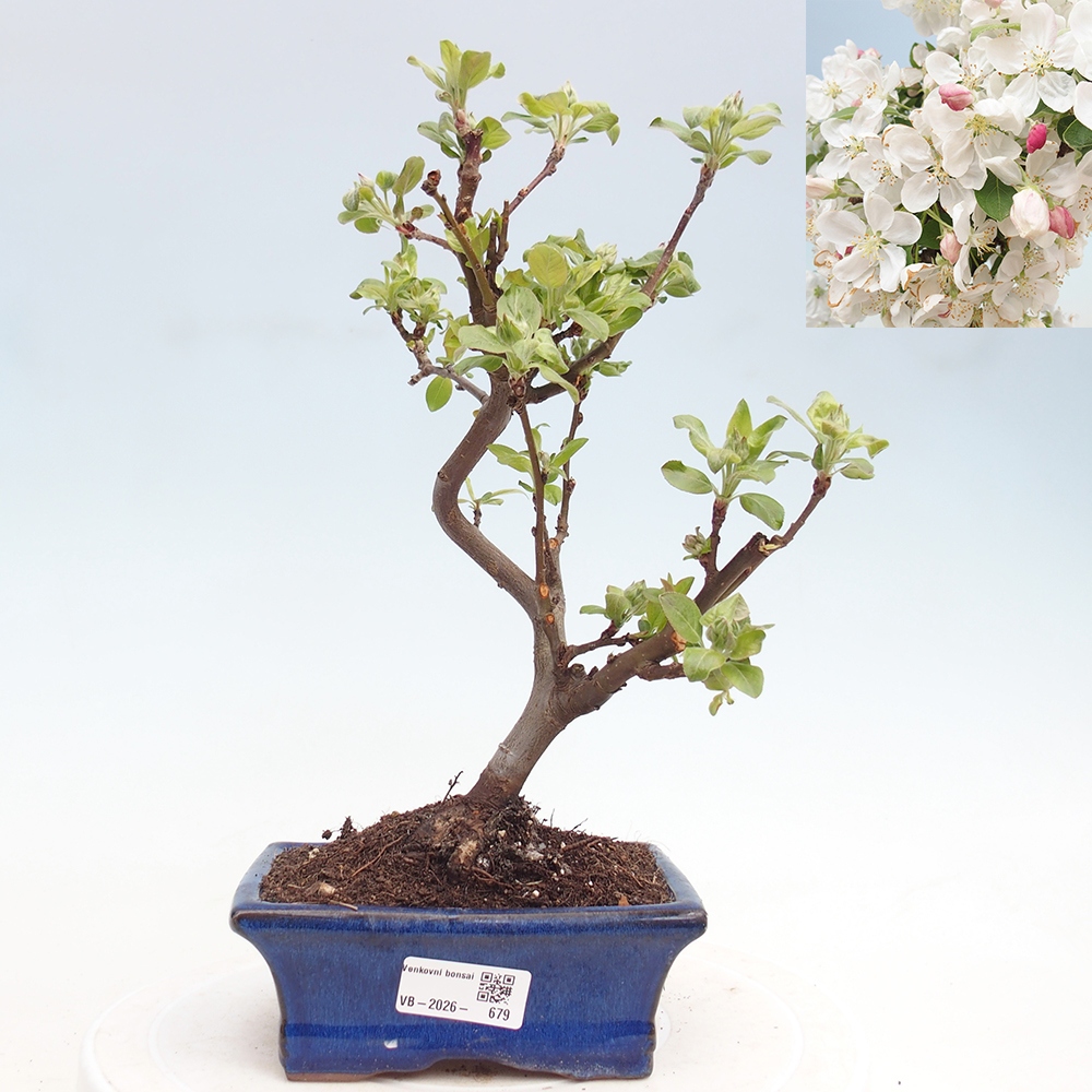 Bonsai voor buiten -Malus halliana - Appelboom met kleine vruchten
