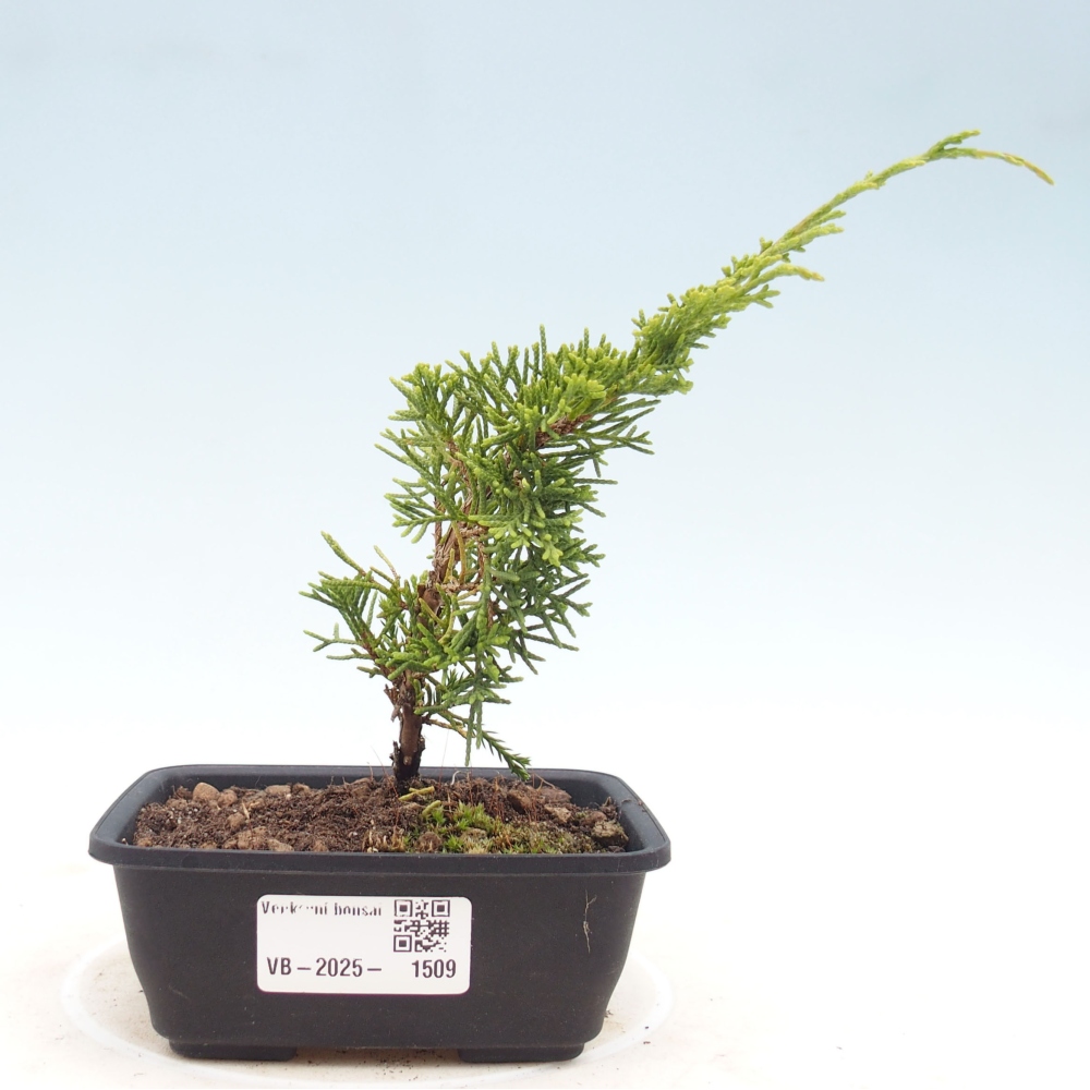 Bonsai voor buiten - Juniperus chinensis Itoigawa