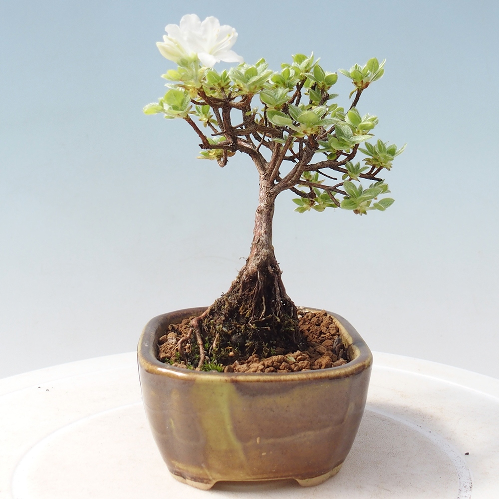Bonsai voor buiten - Rhododendron indicum - Japanse azalea