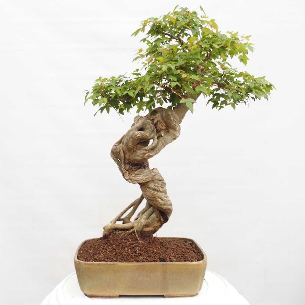 Bonsai voor buiten - Acer Buergerianum - Burgeresdoorn
