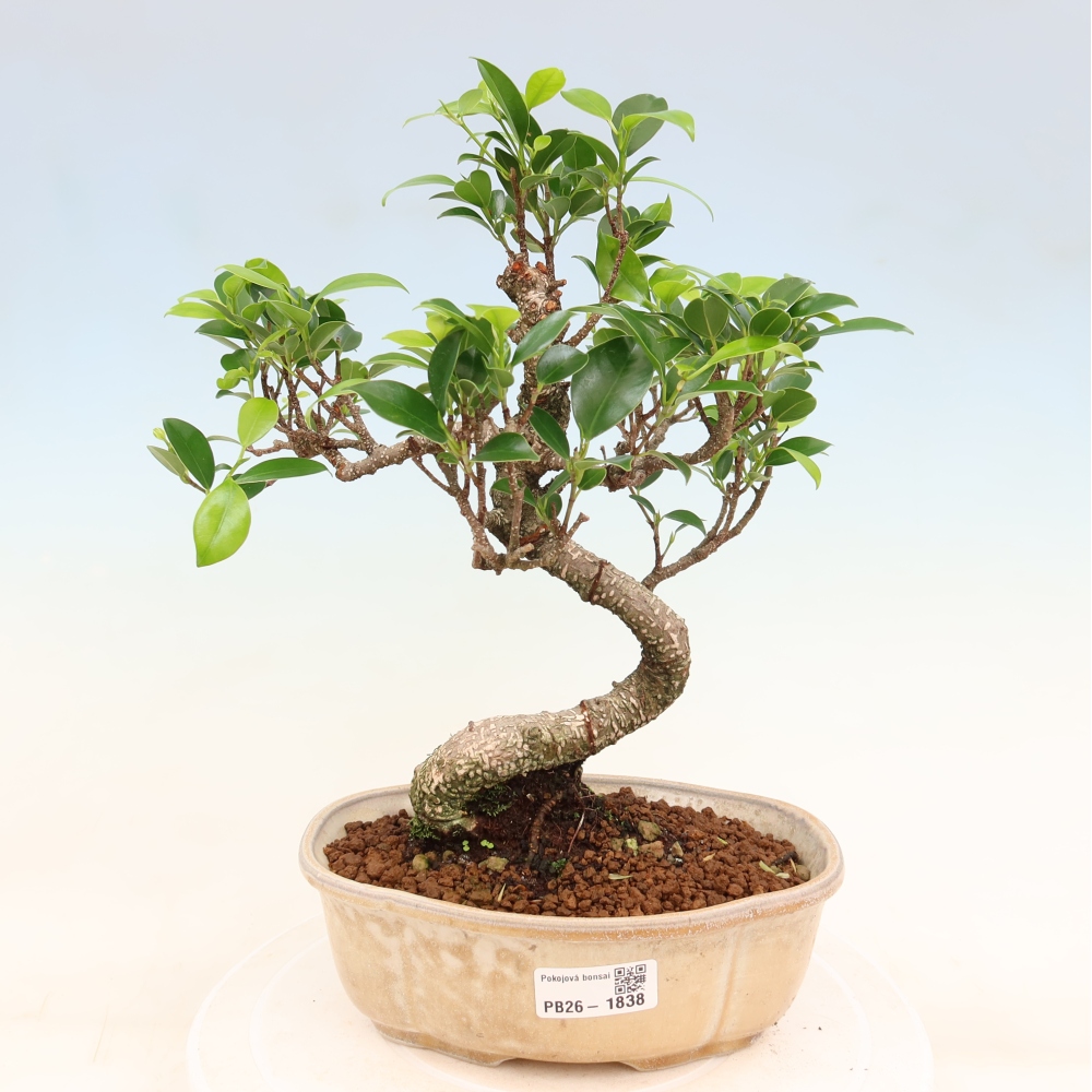 Kamerbonsai - Ficus retusa - kleinbladige ficus