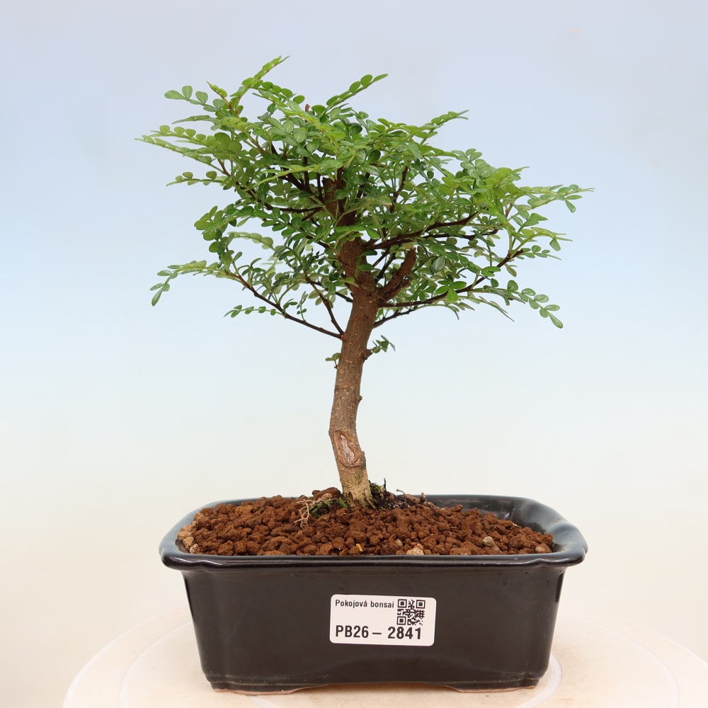 Kamerbonsai - Zantoxylum piperitum - peperboom
