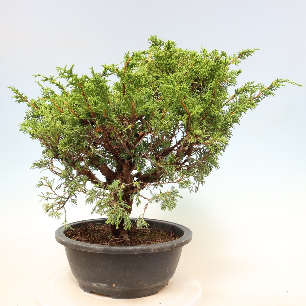 Bonsai voor buiten - Juniperus chinensis Itoigawa-Juniperus chinensis