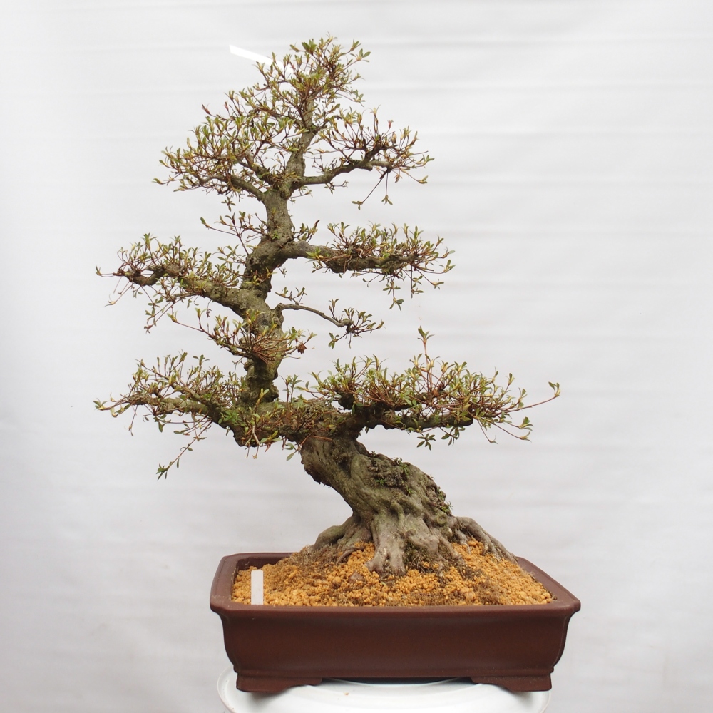Bonsai voor buiten - Japanse azalea - Azalea Hekinan-no-Tsuki