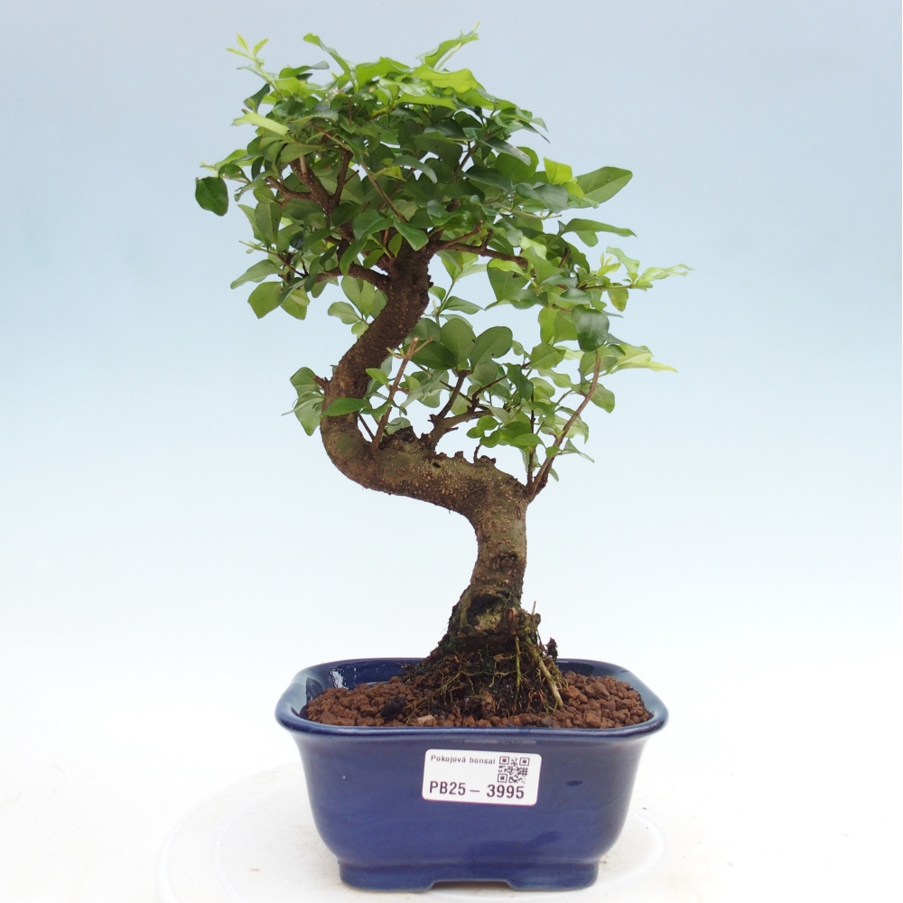 Kamerbonsai -Ligustrum chinensis - Vogelsnavel