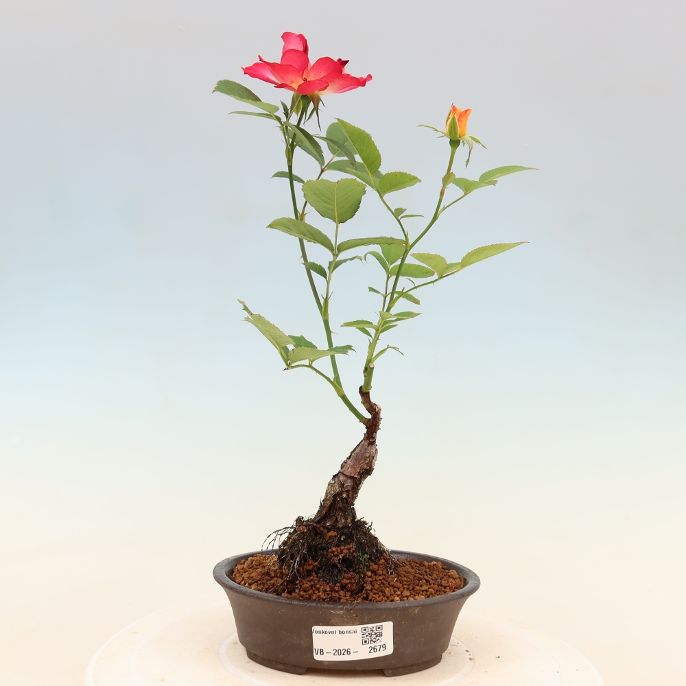 Bonsai voor buiten - Rosa Kordes - roos