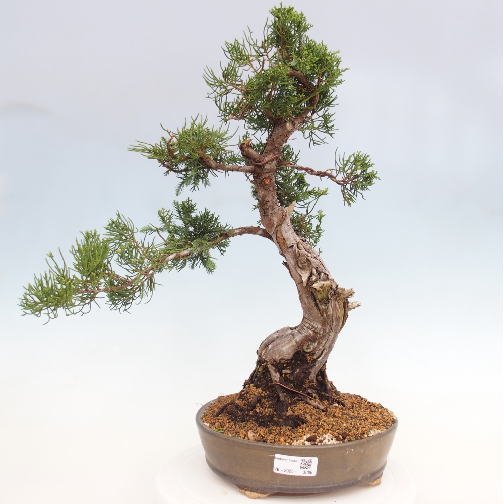 Bonsai voor buiten - Juniperus chinensis Itoigawa