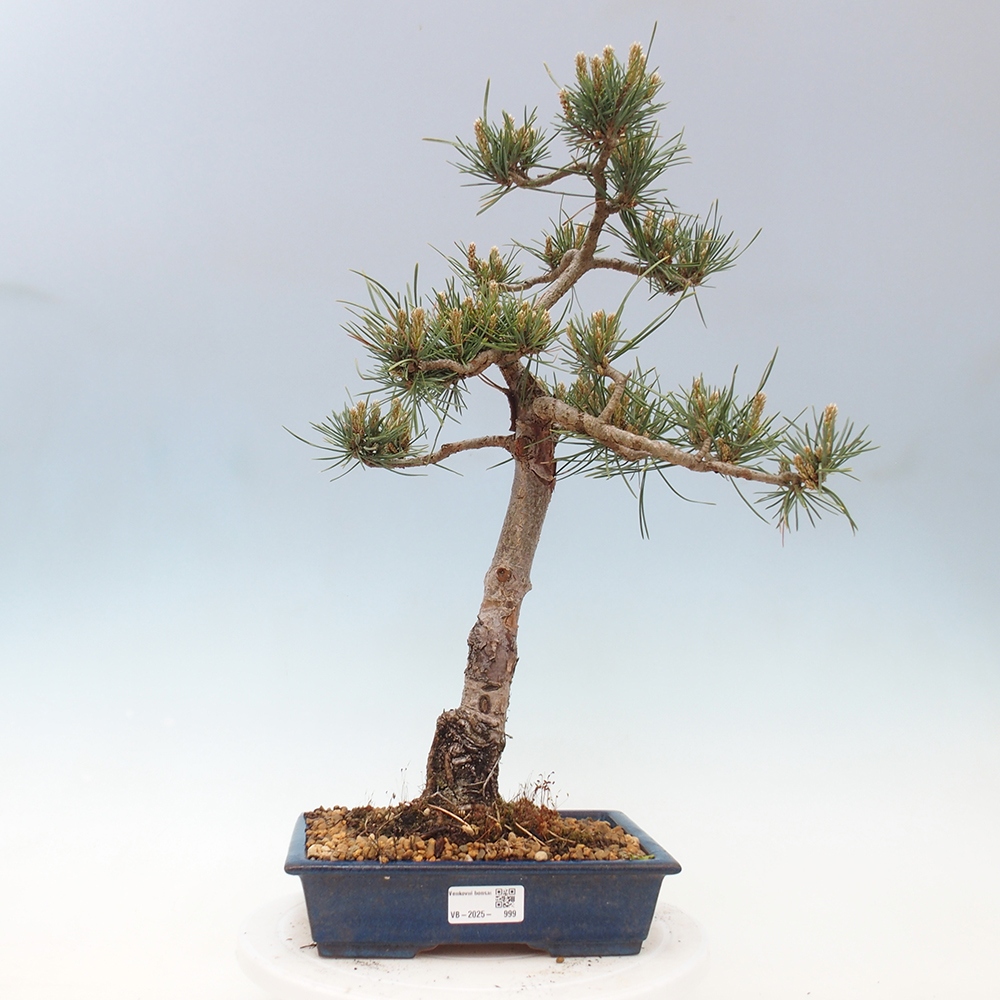 Bonsai voor buiten - Pinus Sylvestris Watererri - grove den