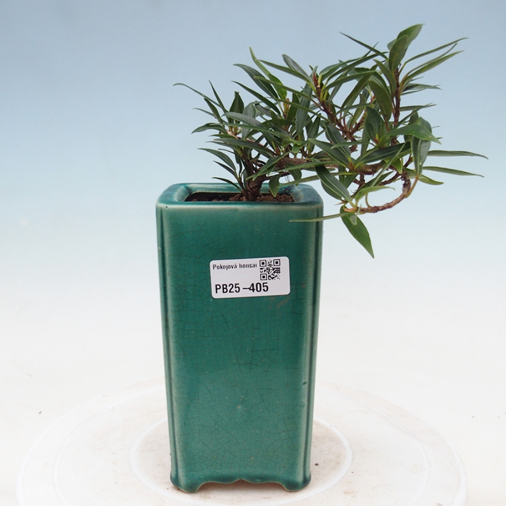 Kamerbonsai - Ficus nerifolia - kleinbladige ficus