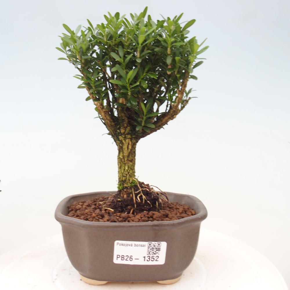 Kamerbonsai - Buxus harlandii - kurk buxus