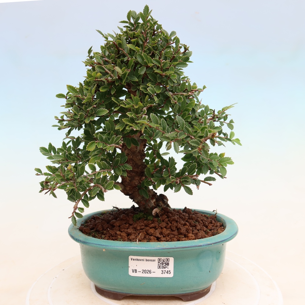 Bonsai voor buiten - Zelkova - Zelkova NIRE