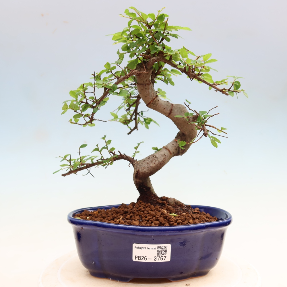 Kamerbonsai - Ulmus parvifolia - Winteriep