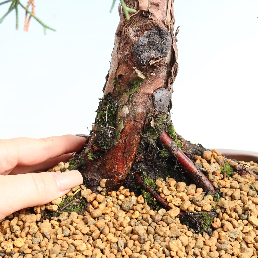 Bonsai voor buiten - Juniperus chinensis Kishu