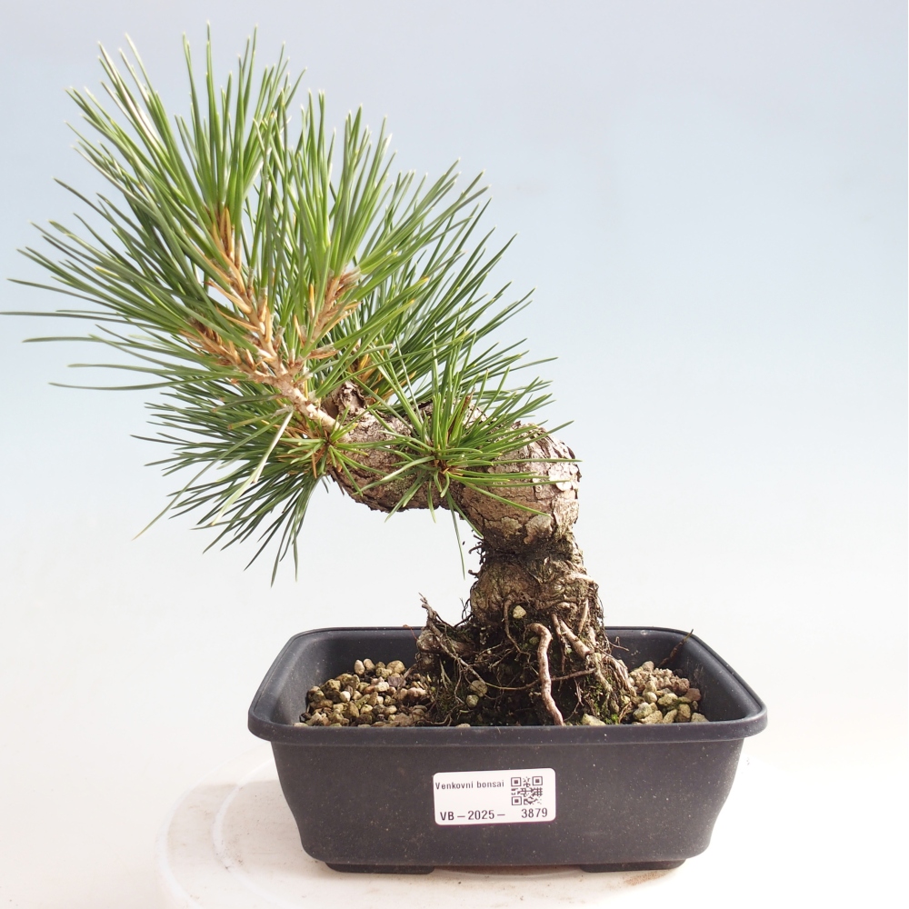 Bonsai voor buiten - Pinus thunbergii - Thunberg den