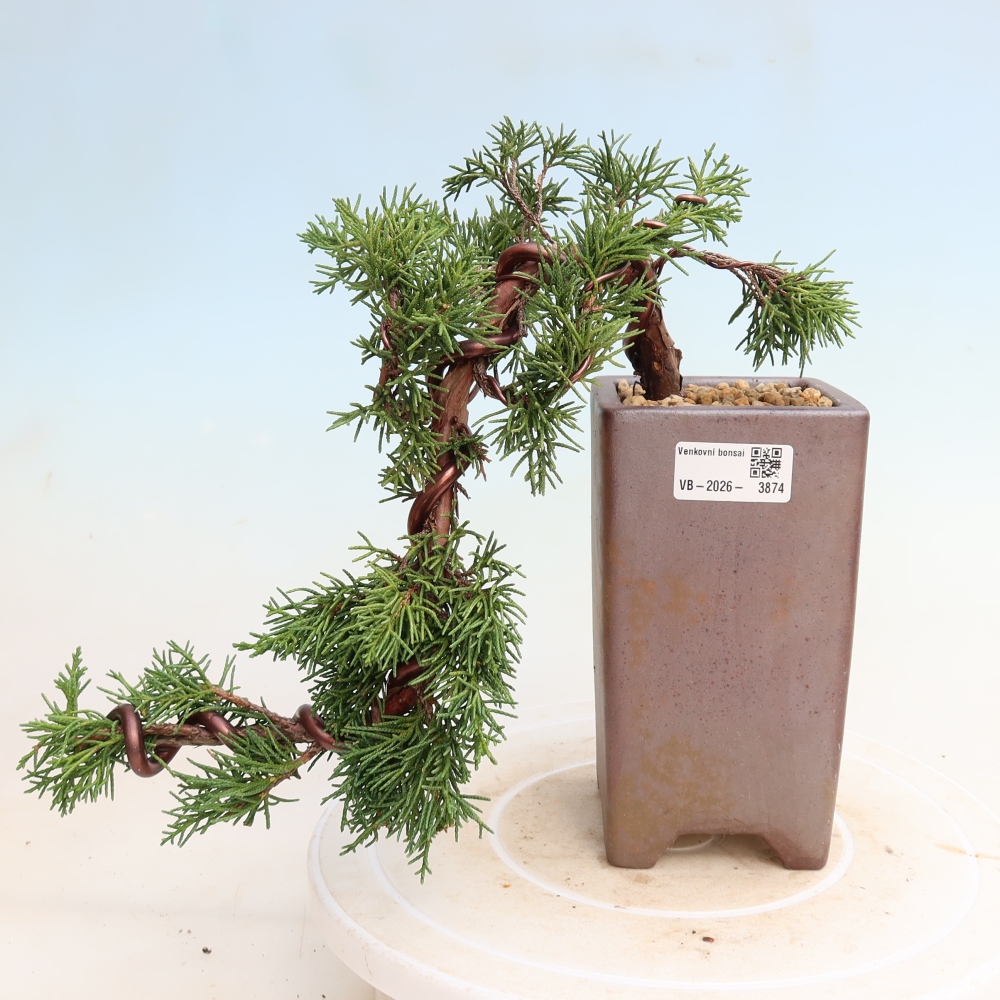 Bonsai voor buiten - Juniperus chinensis Kishu