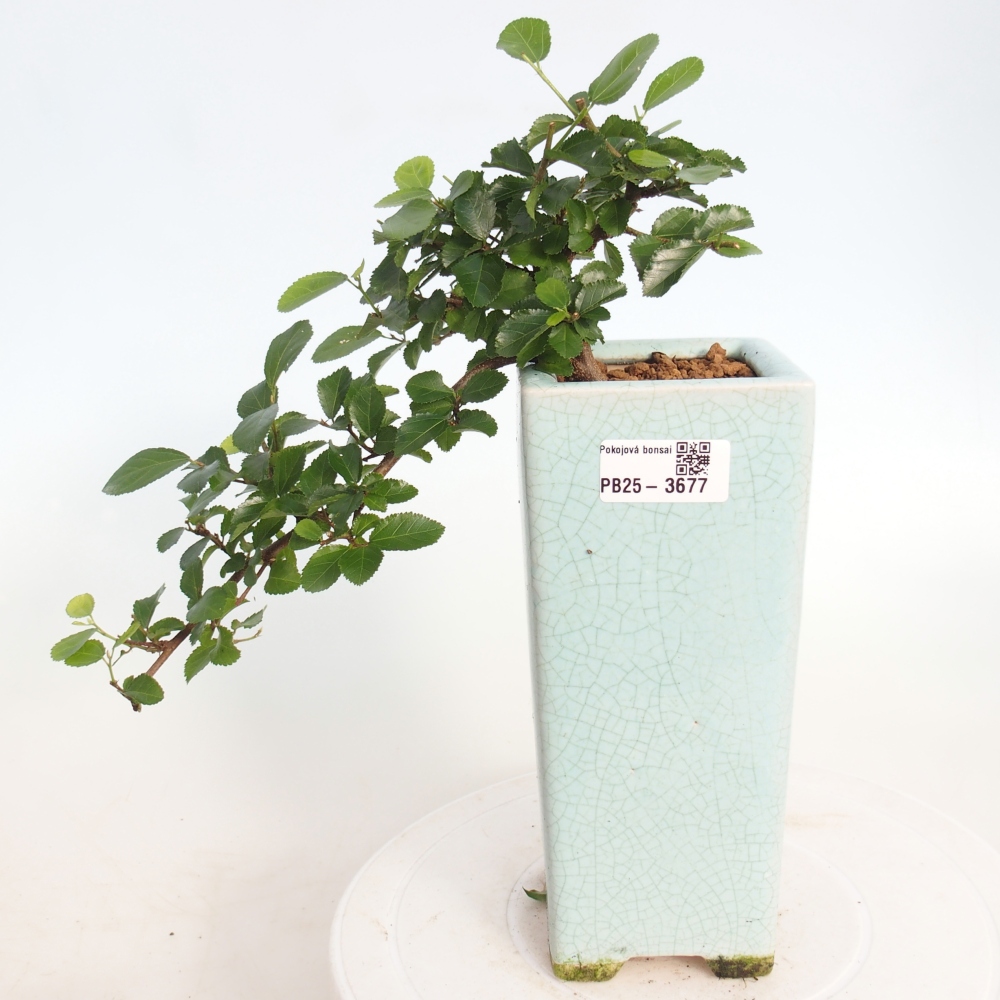 Bonsai - Grewia occidentalis - Lavendel zeester