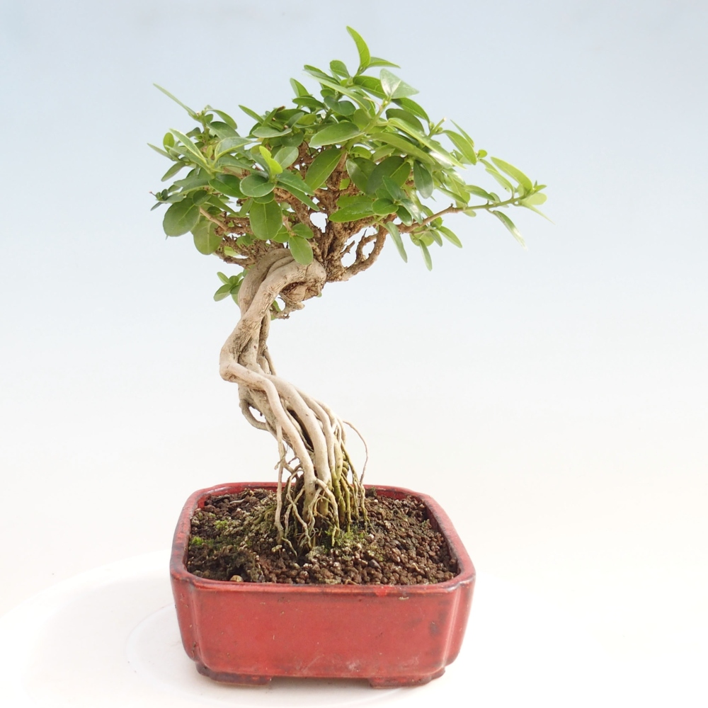Bonsai voor binnen - Premna serratifolia - Kozlovna malolista