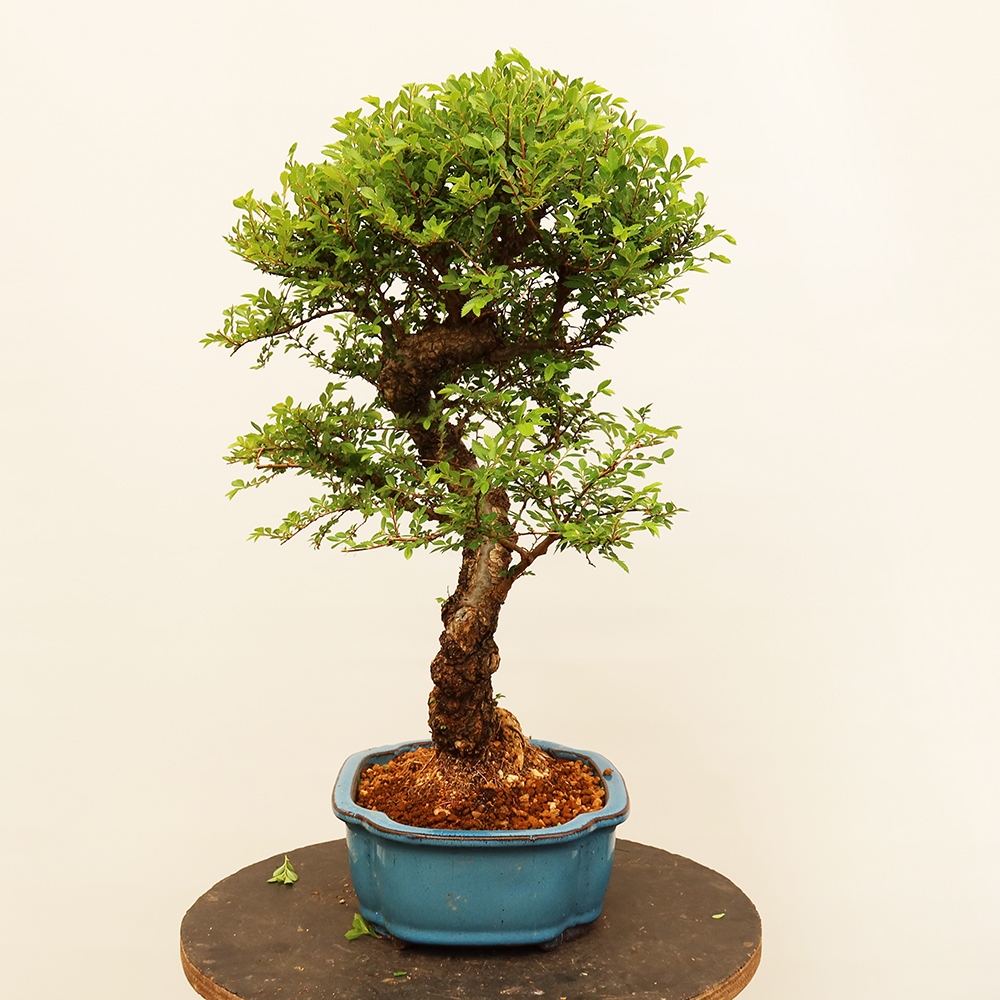 Bonsai voor buiten - Zelkova - Zelkova NIRE