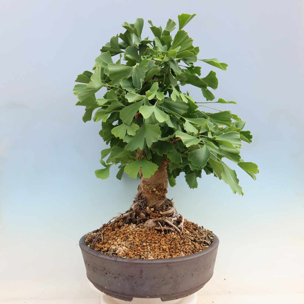 Bonsai voor buiten - Ginkgo biloba