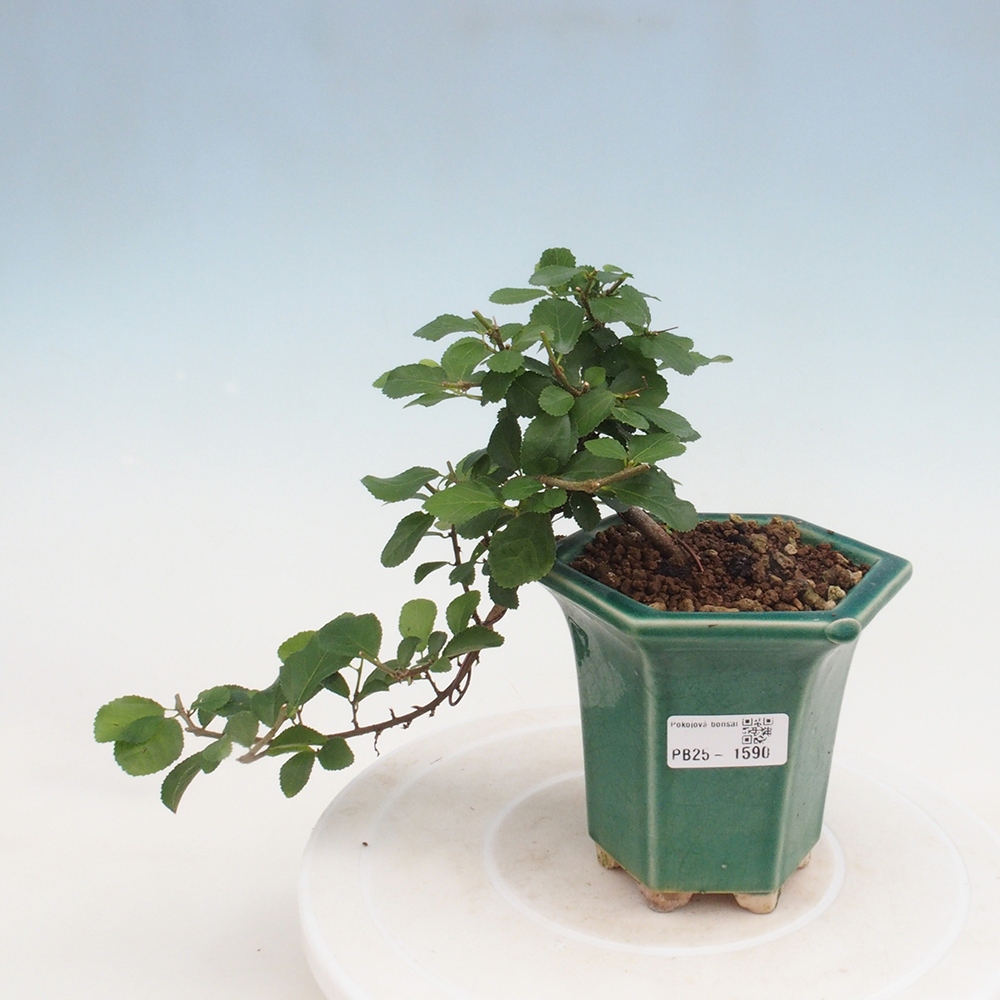 Bonsai - Grewia occidentalis - Lavendel zeester