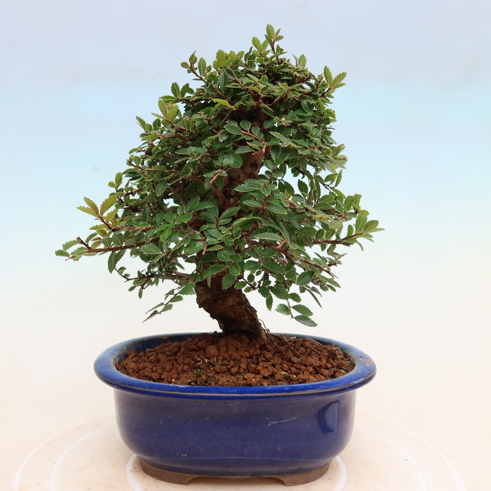 Bonsai voor buiten - Zelkova - Zelkova NIRE