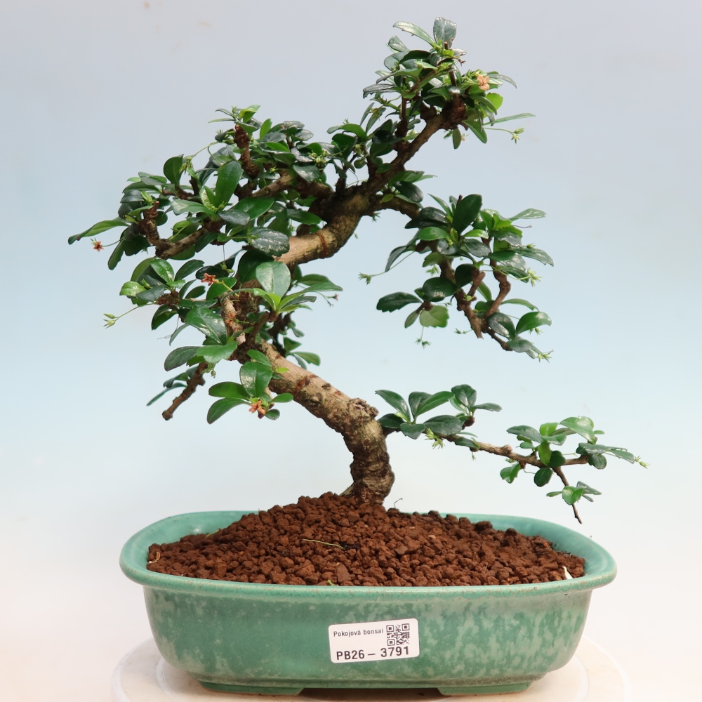 Kamerbonsai - Carmona macrophylla - Thee fuki