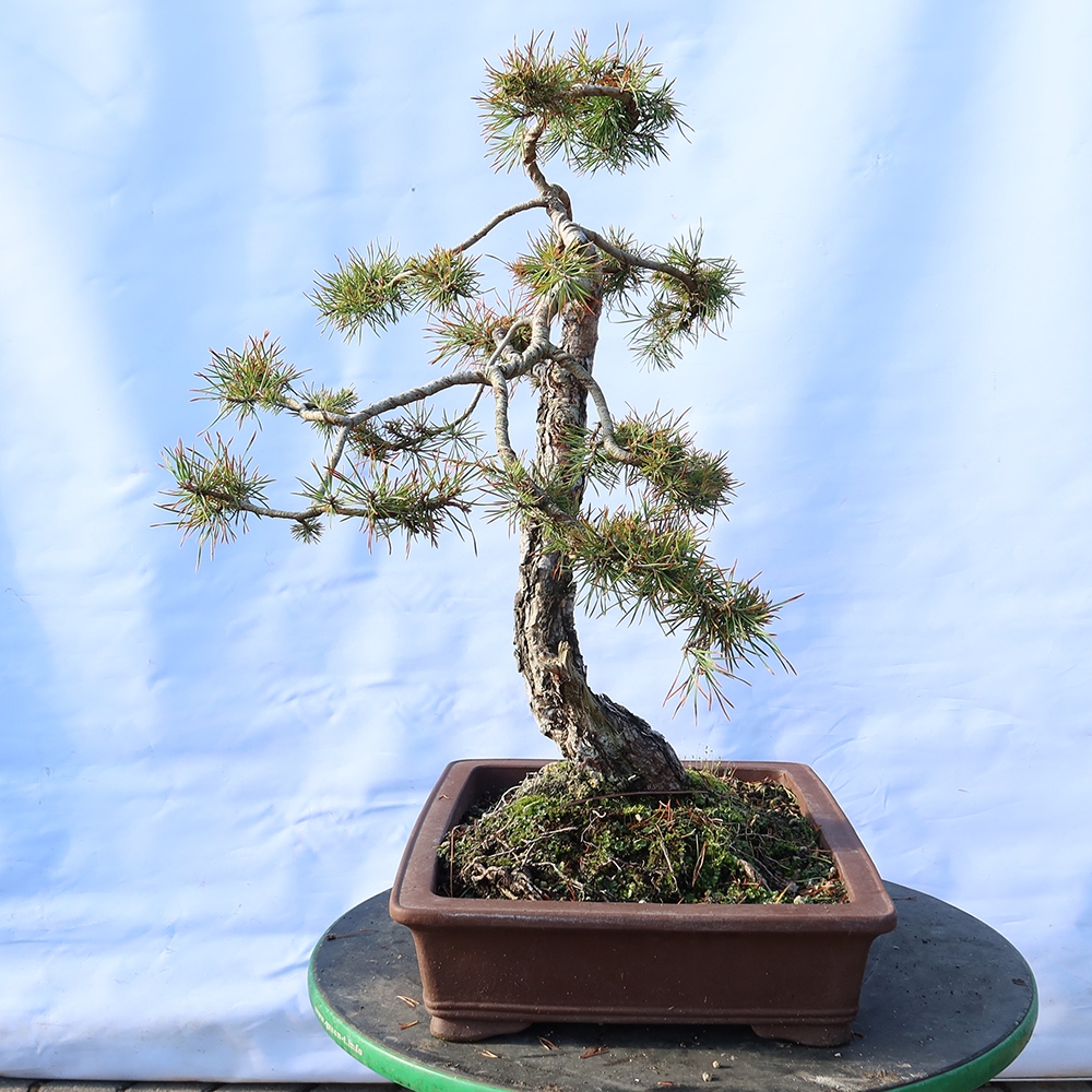 Pinus sylvestris Spanje - grove den