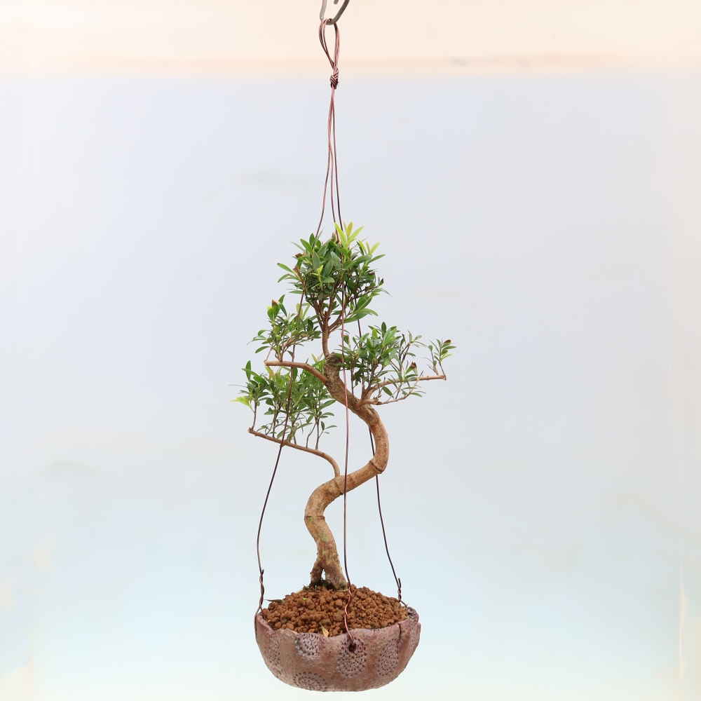 Kokedama in keramiek -Syzygium - Pimentboom