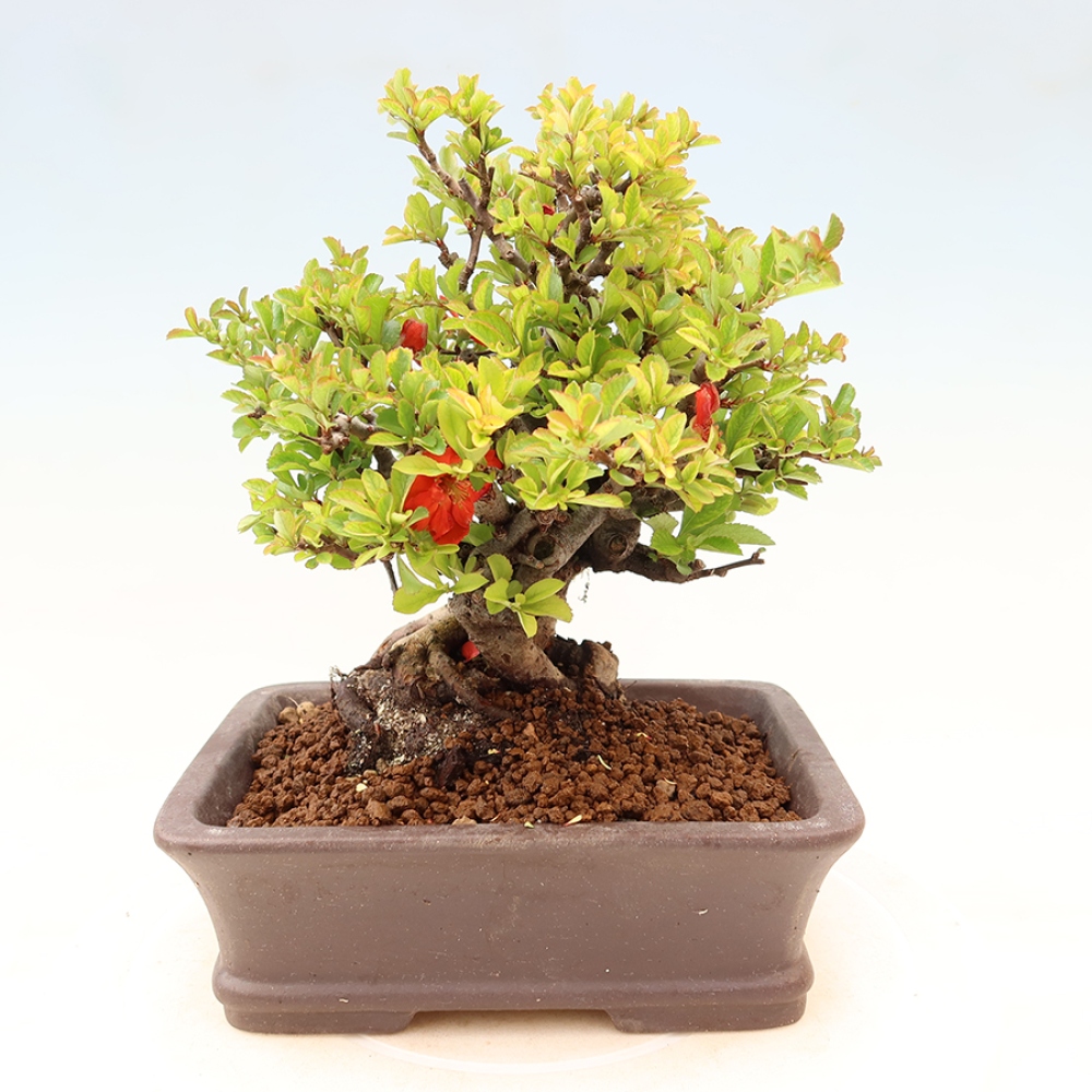 Bonsai voor buiten - Chaneomeles speciosa Chojubai