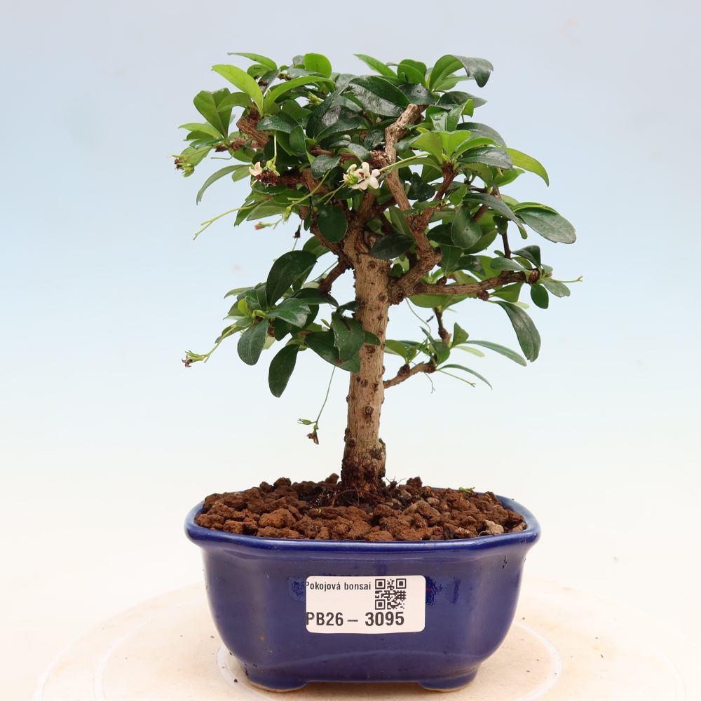 Kamerbonsai - Carmona macrophylla - Thee fuki