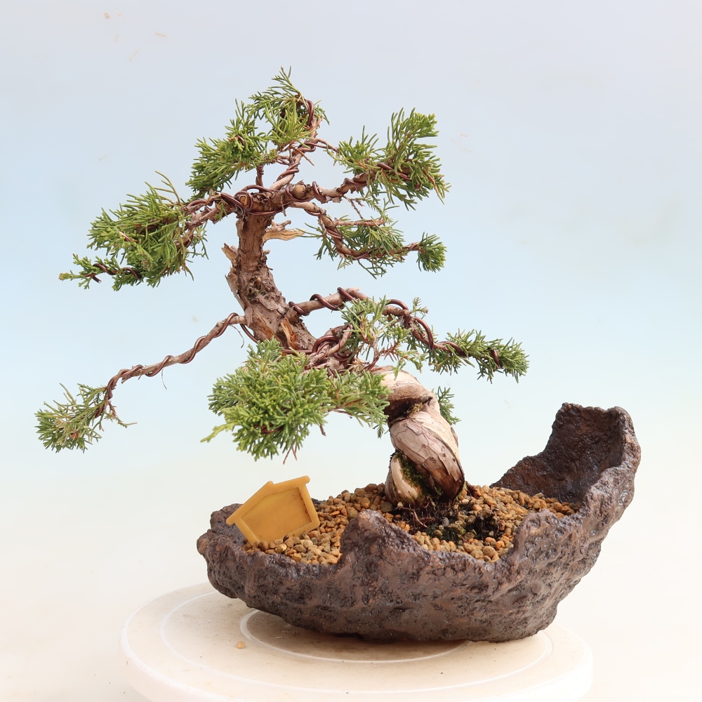 Bonsai voor buiten - Juniperus chinensis Itoigawa-Juniperus chinensis