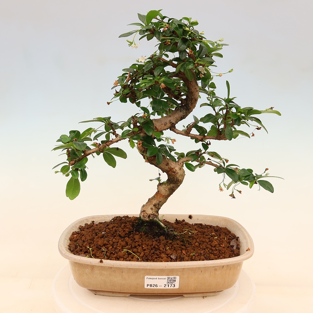 Kamerbonsai - Carmona macrophylla - Thee fuki