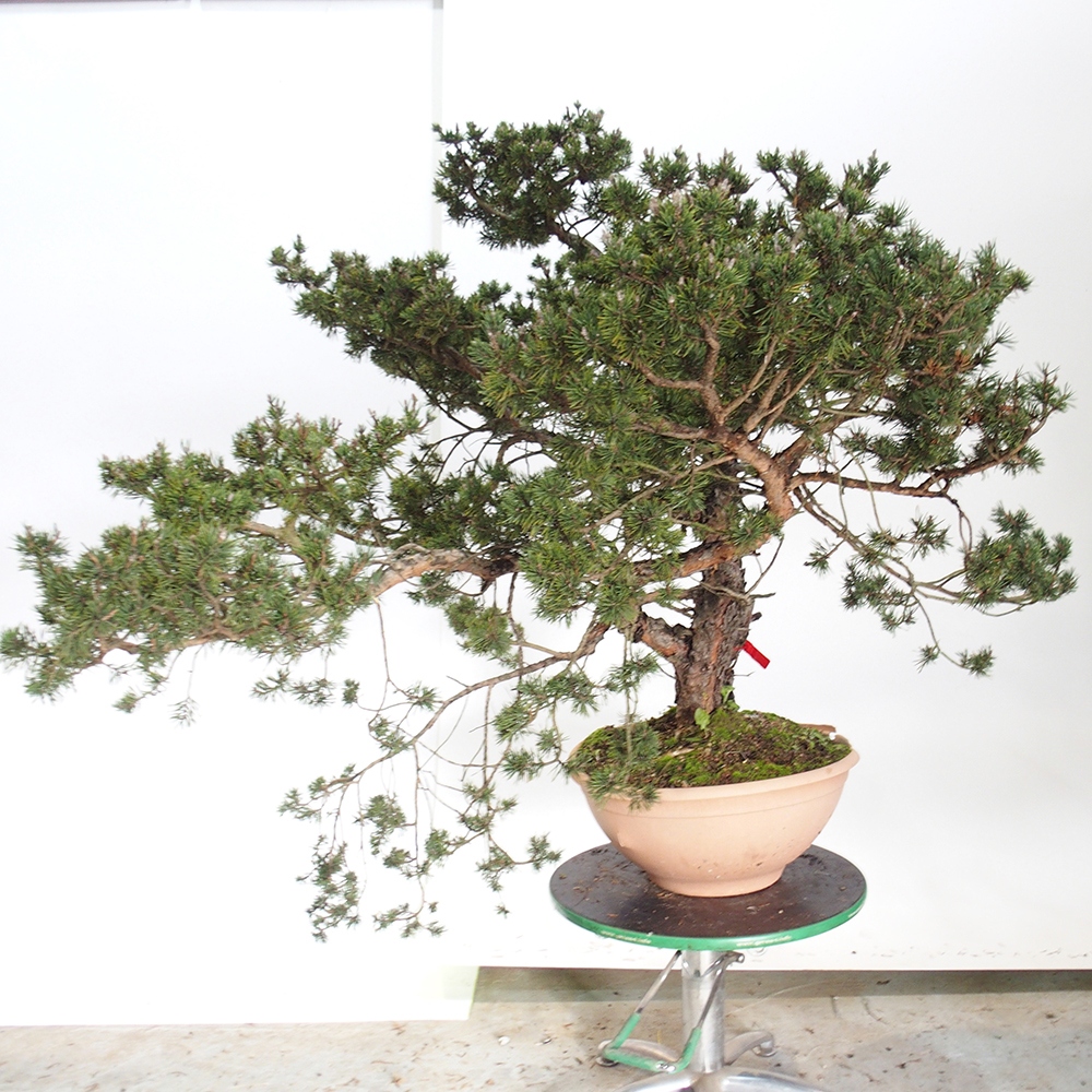 Yamadori - Pinus sylvestris Spanje