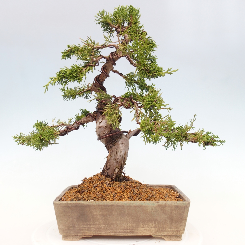 Bonsai voor buiten - Juniperus chinensis Itoigawa