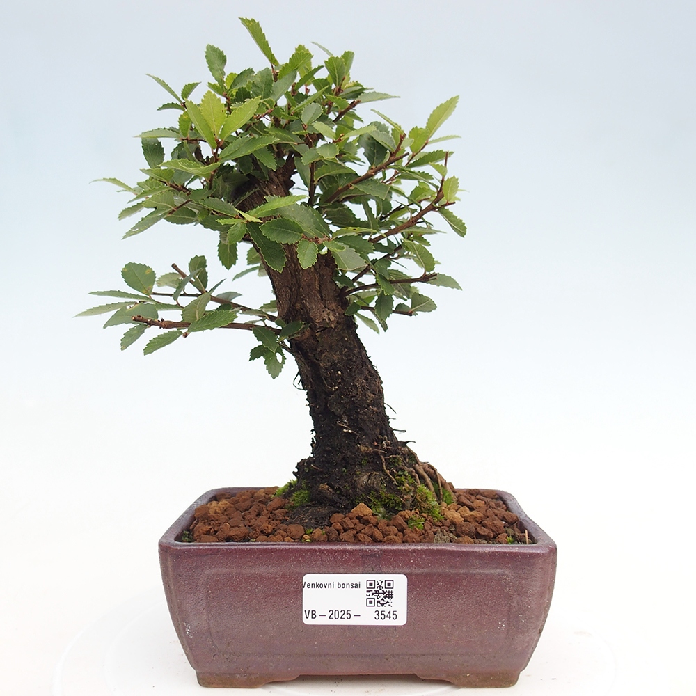 Bonsai voor buiten - Zelkova - Zelkova NIRE