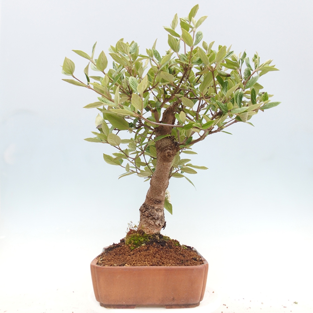 Bonsai voor buiten - Kalina Bodnanská - Viburum carlesii hemsi