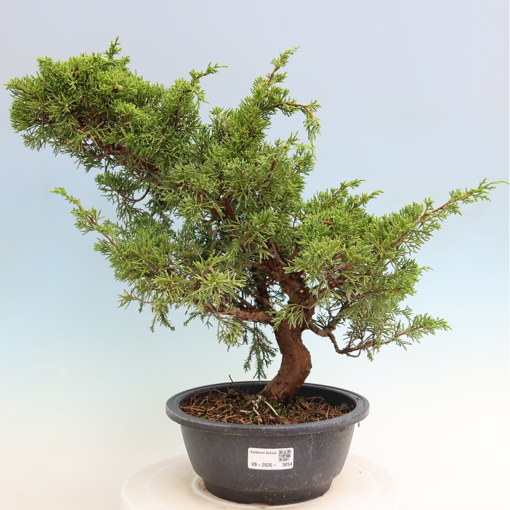 Bonsai voor buiten - Juniperus chinensis Itoigawa-Juniperus chinensis