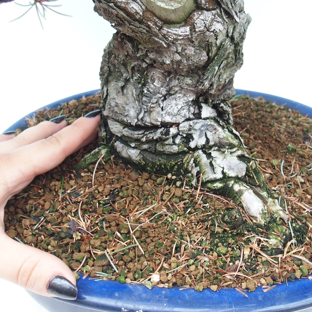 Bonsai voor buiten - Pinus parviflora - Pinus parviflora