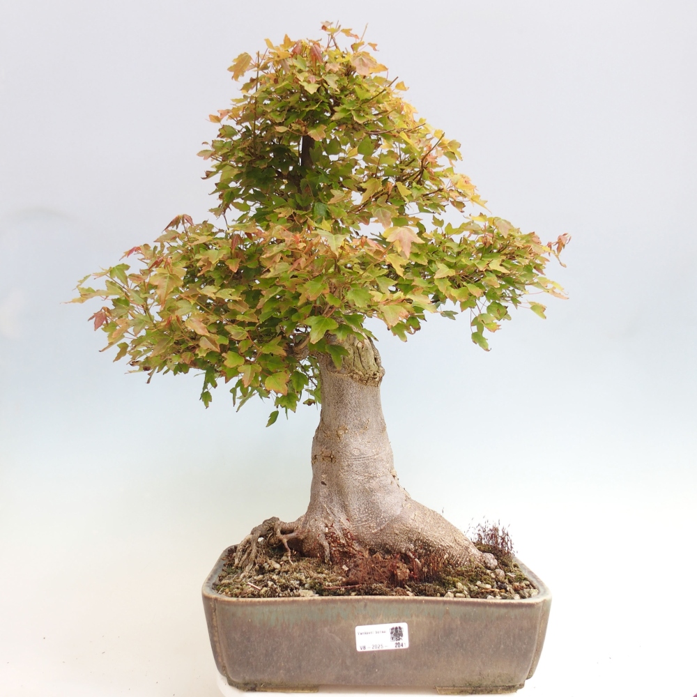 Bonsai voor buiten - Acer Buergerianum - Burgeresdoorn