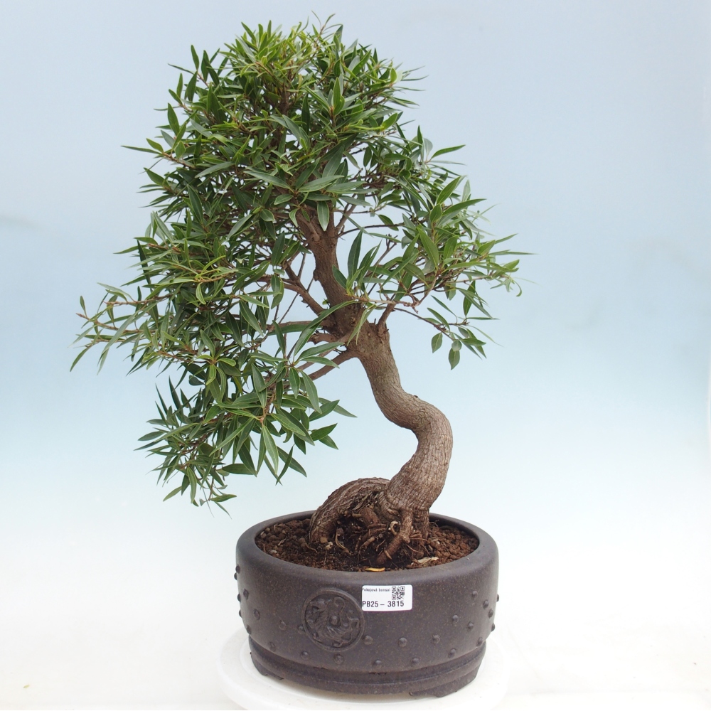 Kamerbonsai - Ficus nerifolia - kleinbladige ficus