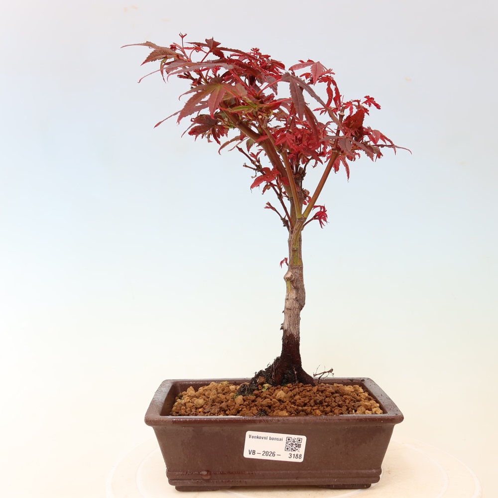 Buitenbonsai - Palmbladige esdoorn  - Acer palmatum Berry Broom 