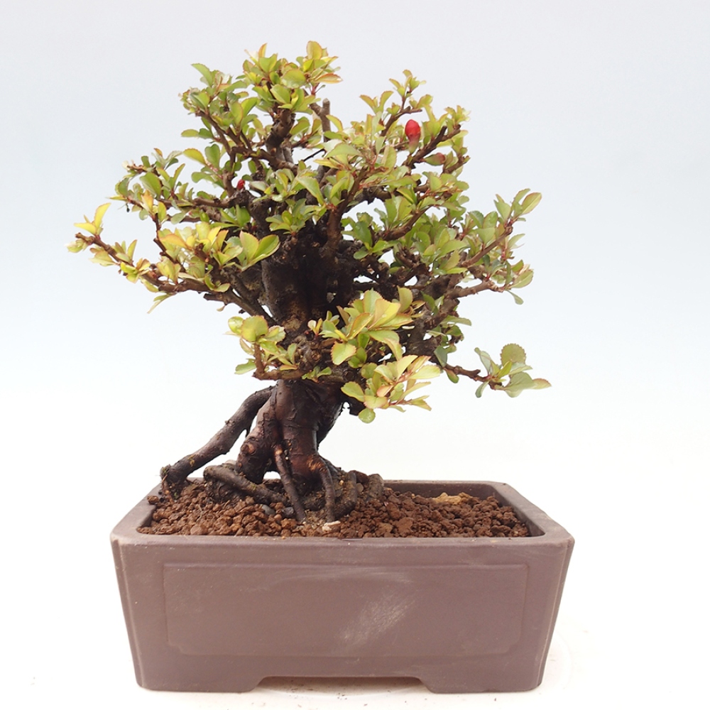 Bonsai voor buiten - Chaneomeles speciosa - Kweepeer