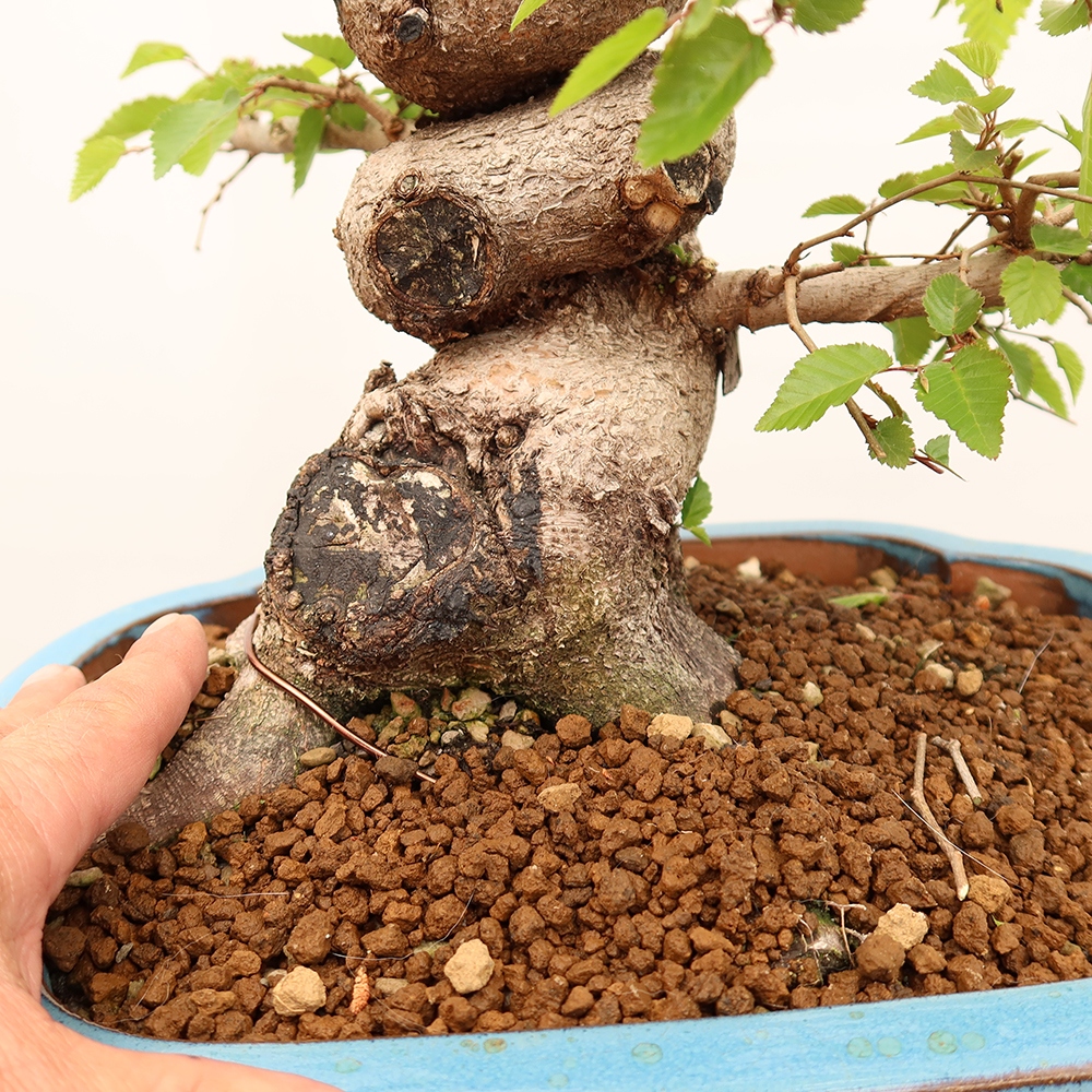 Bonsai voor buiten -Carpinus Coreana - Koreaanse haagbeuk