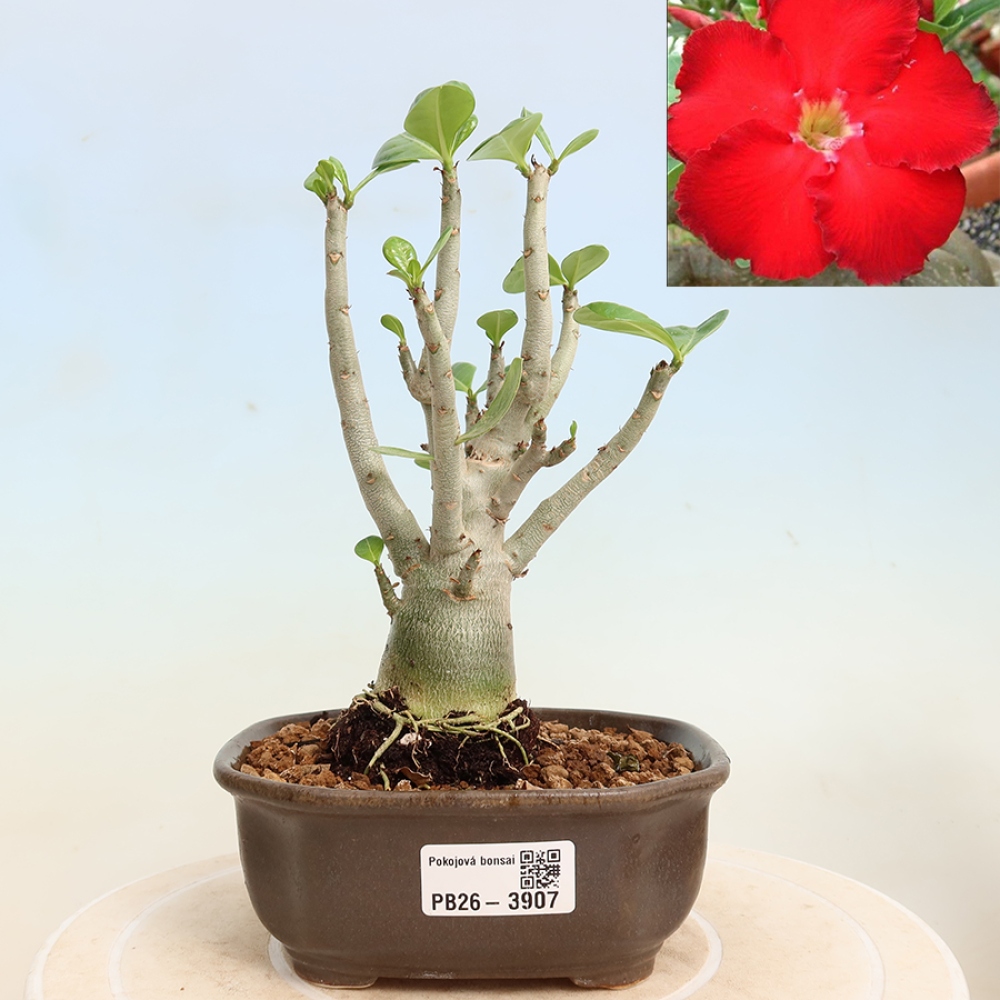 Kamerbonsai - Adenium obesum Red Star - Woestijnroos