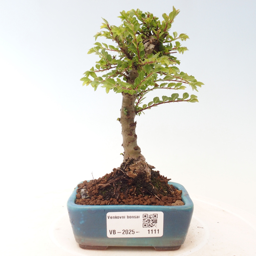 Bonsai voor buiten - Ulmus parvifolia Sagei - Kleinbladige iep