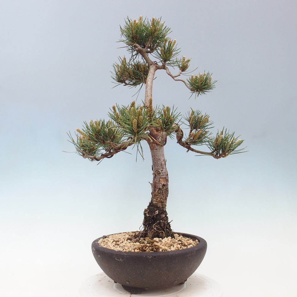 Bonsai voor buiten - Pinus Sylvestris Watererri - grove den